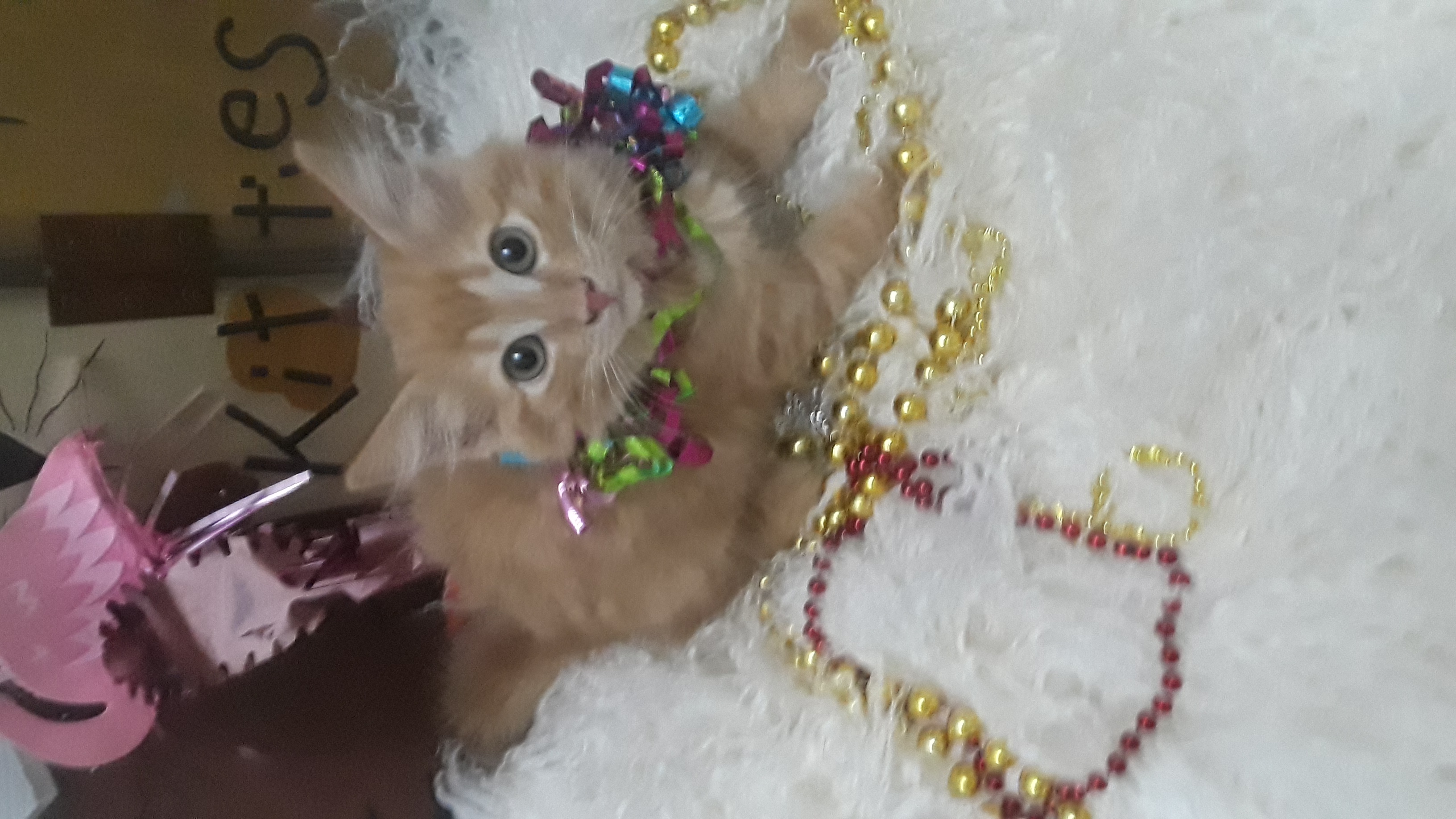 Enlarge AKIRA, a Adopted Domestic Medium Hair in Phoenix, AZ image 2/4