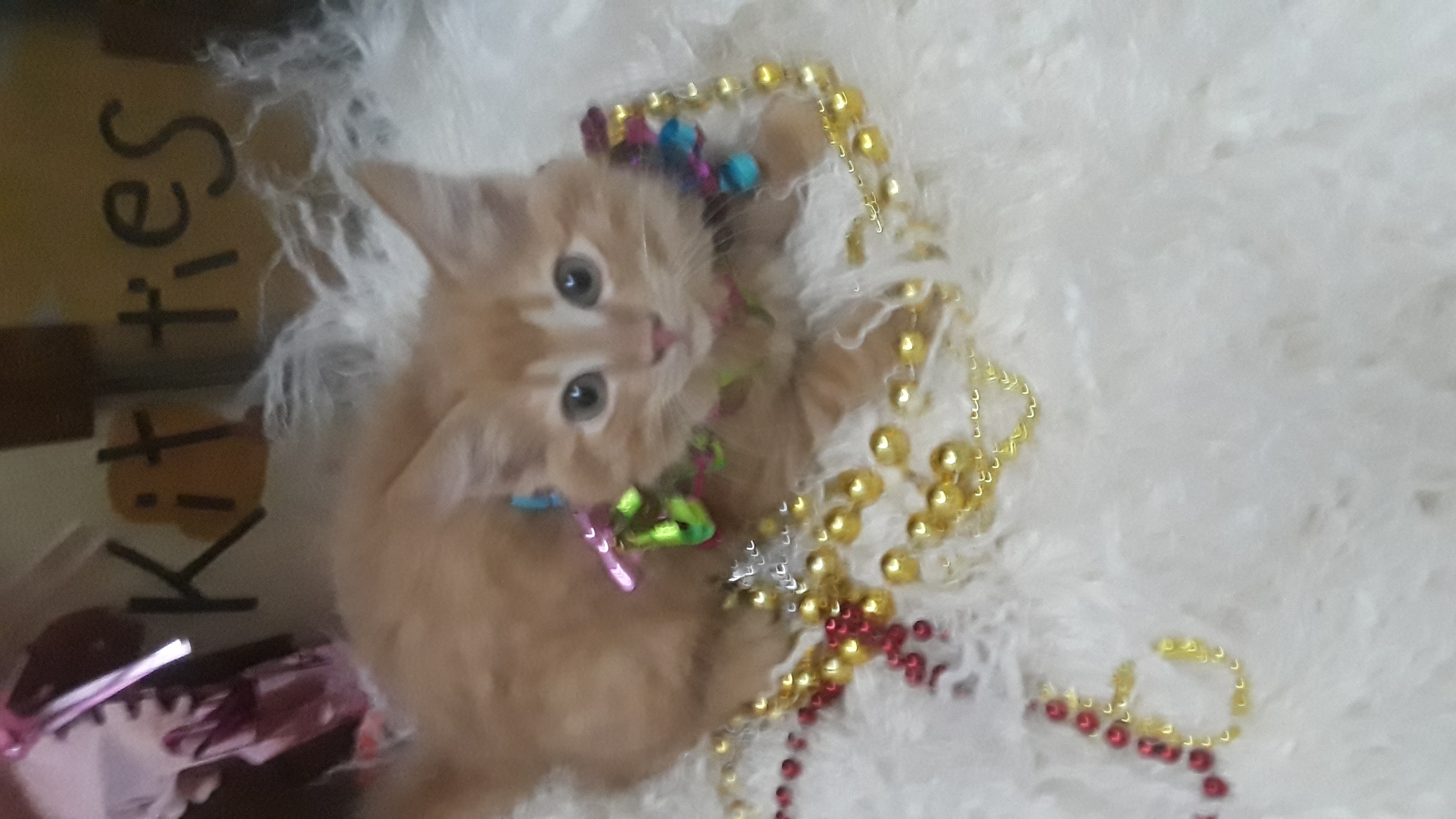 Enlarge AKIRA, a Adopted Domestic Medium Hair in Phoenix, AZ image 4/4