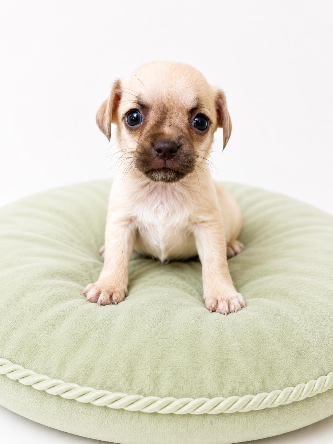 London, ADOPTABLE, Puppy Male Pug & Chihuahua.