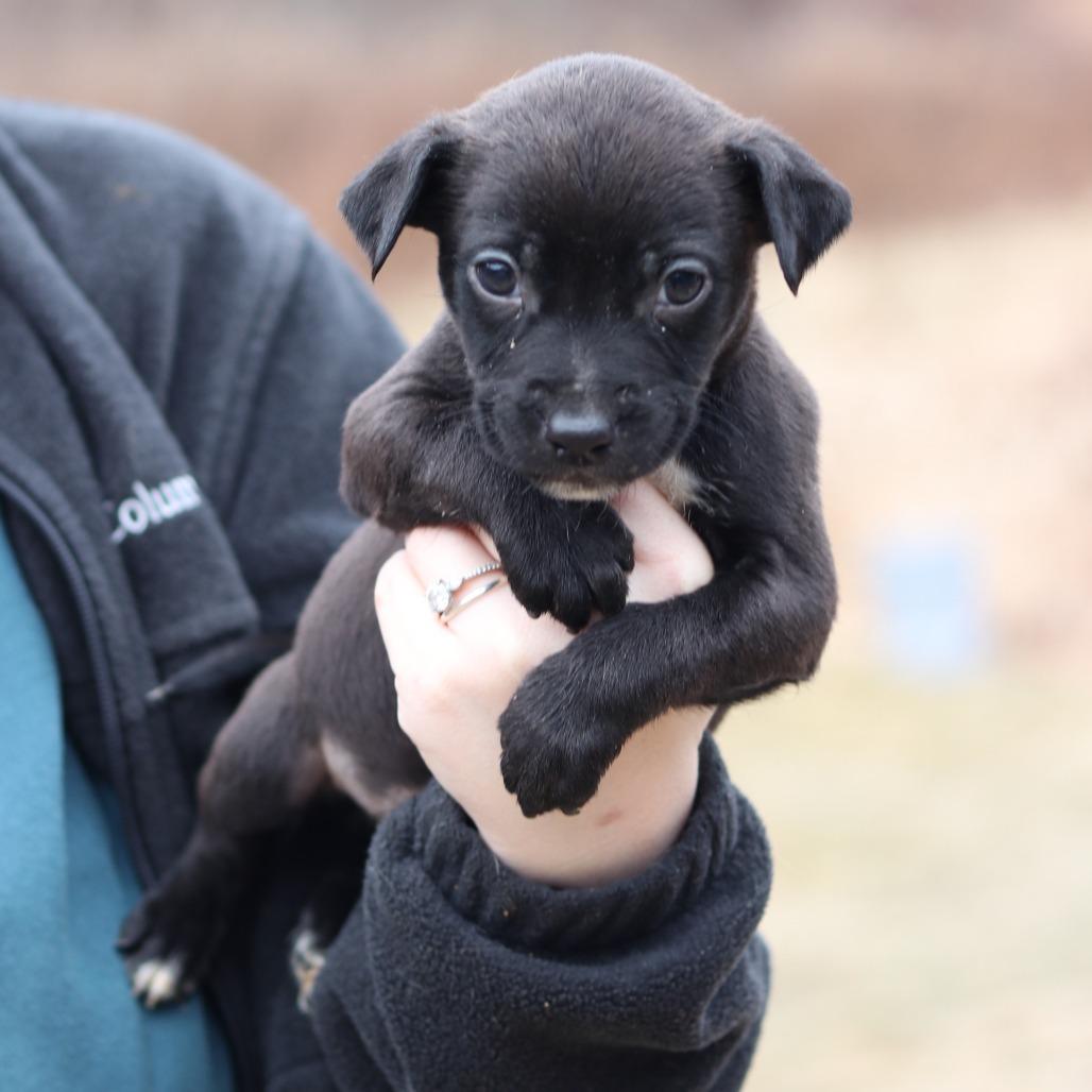 Enlarge CT Roscoe avail Dec 27, a Adoptable mixed breed in Stormville, NY image 2/3