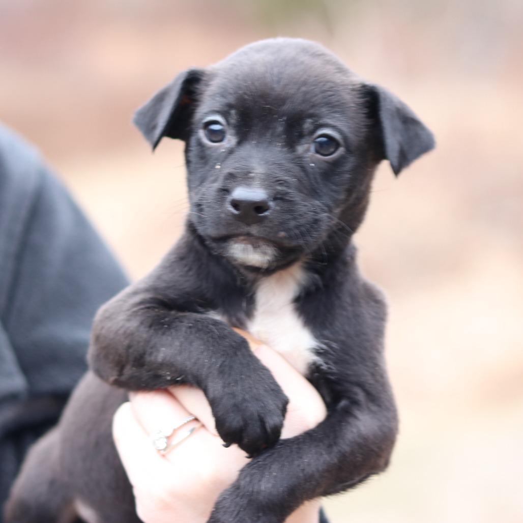 Enlarge CT Roscoe avail Dec 27, a Adoptable mixed breed in Stormville, NY image 3/3