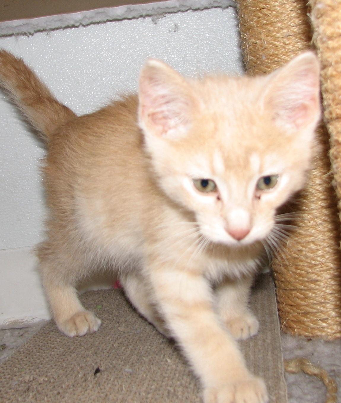 5471 Butterfinger, an adopted Domestic Short Hair in Lawrenceburg, KY image 5/6