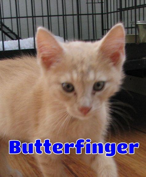 5471 Butterfinger, adopted, Kitten Male Domestic Short Hair.