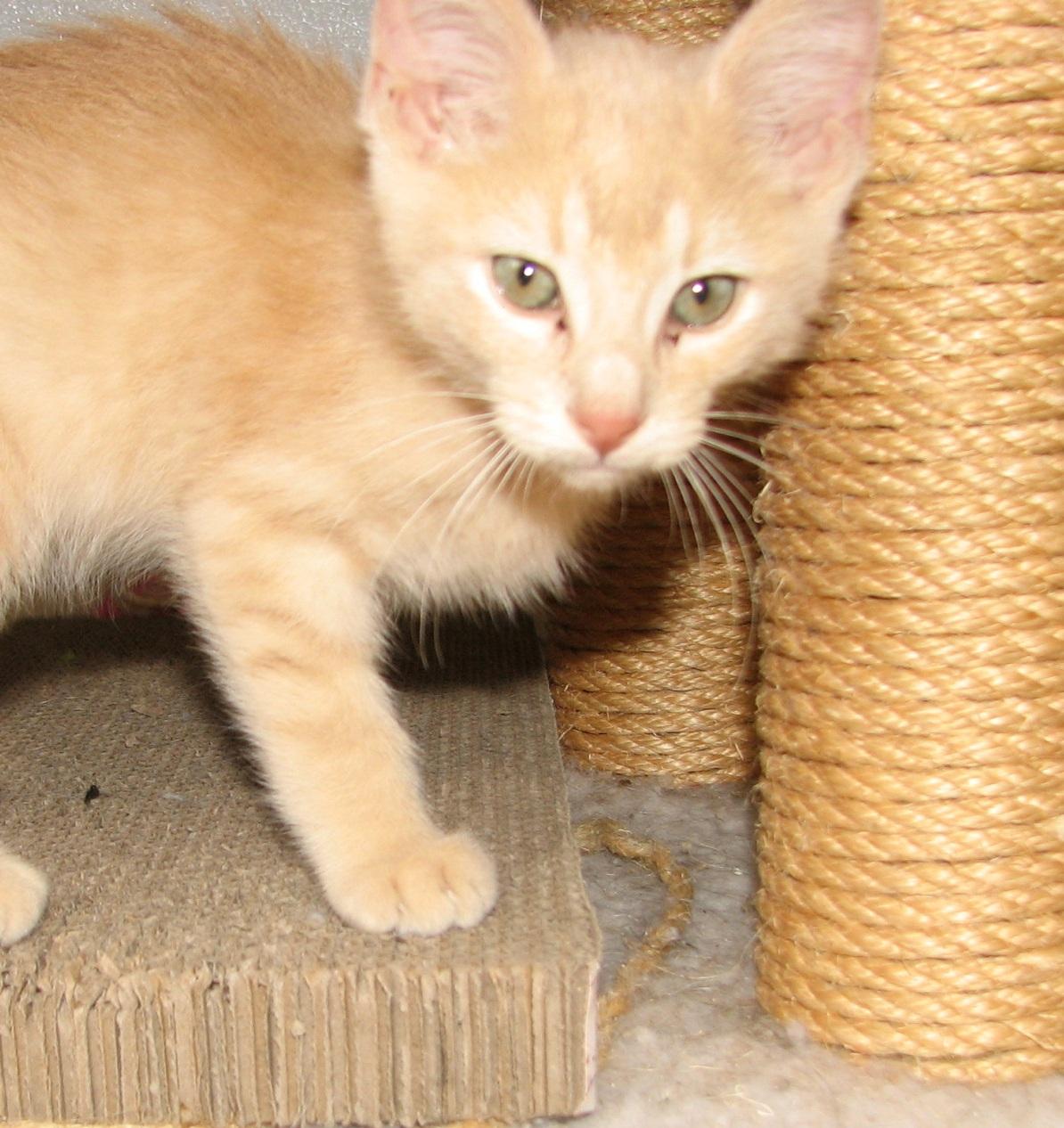 5471 Butterfinger, an adopted Domestic Short Hair in Lawrenceburg, KY image 2/6