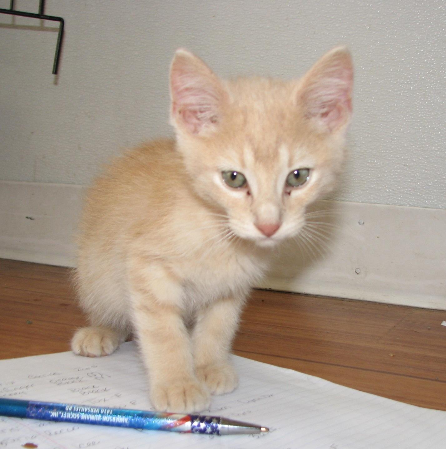 5471 Butterfinger, an adopted Domestic Short Hair in Lawrenceburg, KY image 3/6