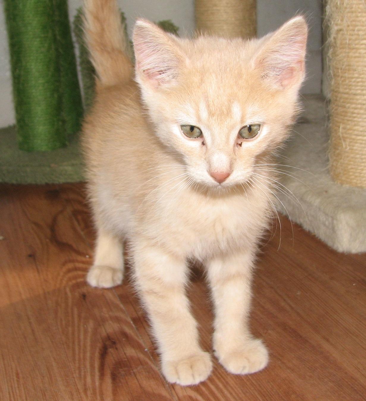 5471 Butterfinger, an adopted Domestic Short Hair in Lawrenceburg, KY image 4/6