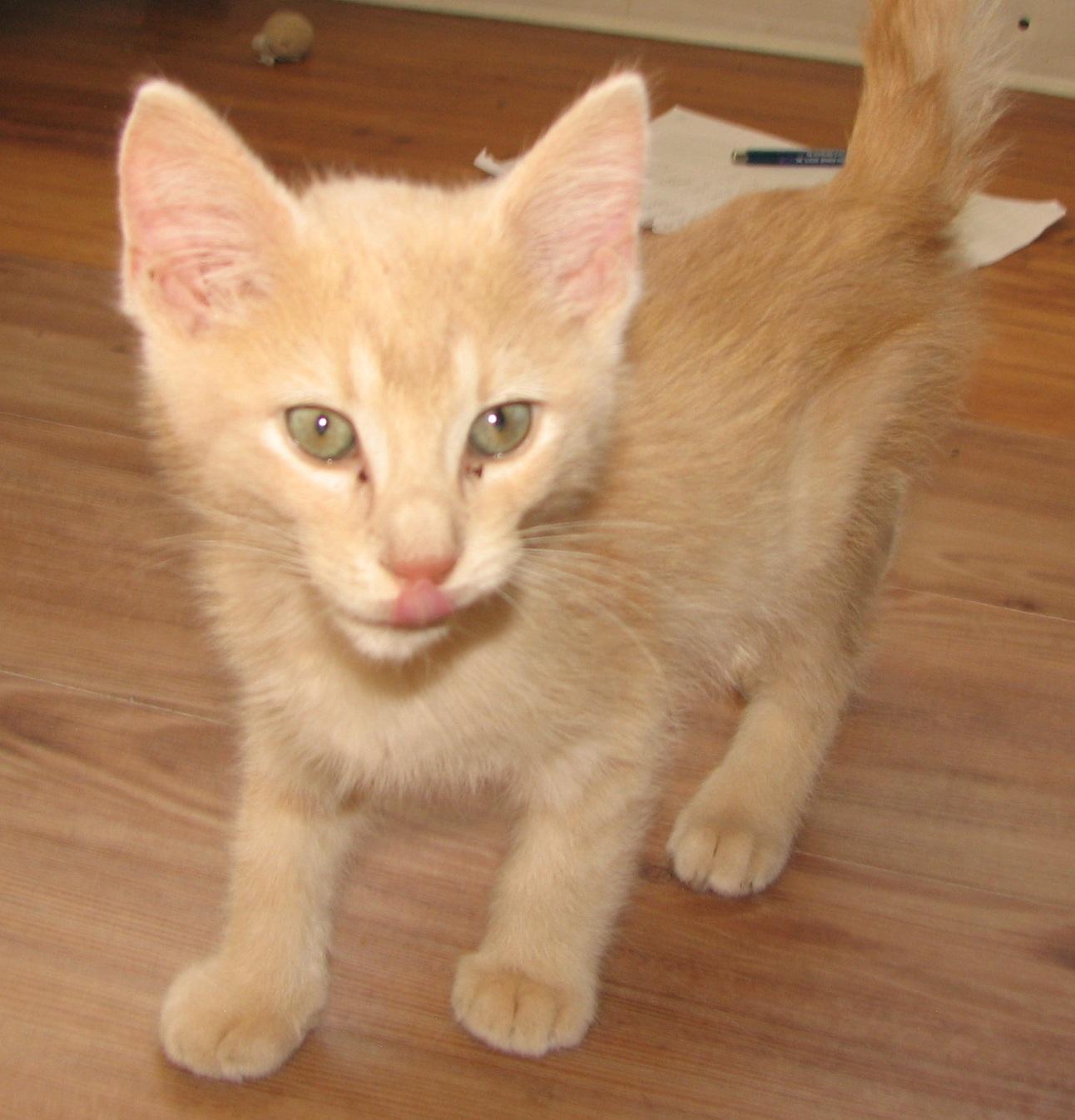 5471 Butterfinger, an adopted Domestic Short Hair in Lawrenceburg, KY image 6/6