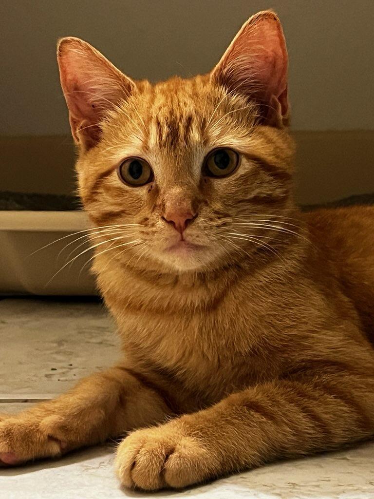 Wylie, Baby Male Tabby