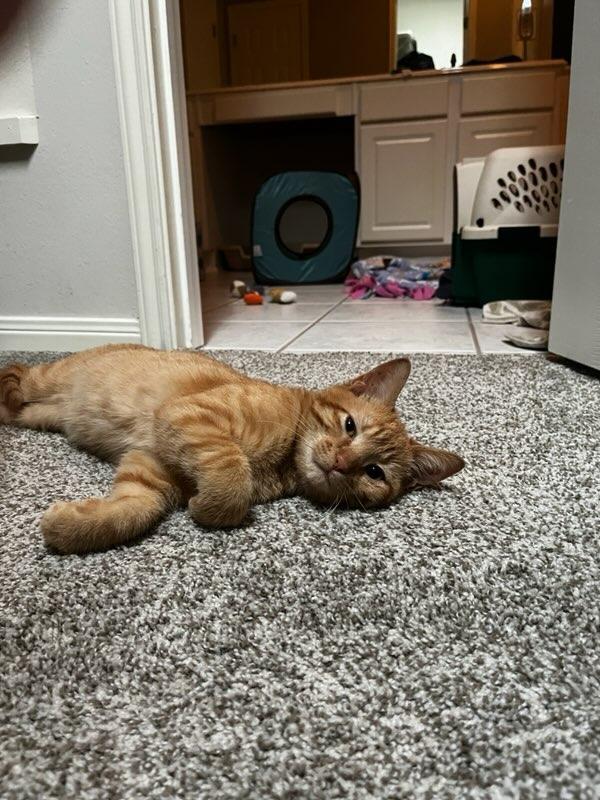 Enlarge Wylie, a Adoptable Tabby in Houston, TX image 2/3