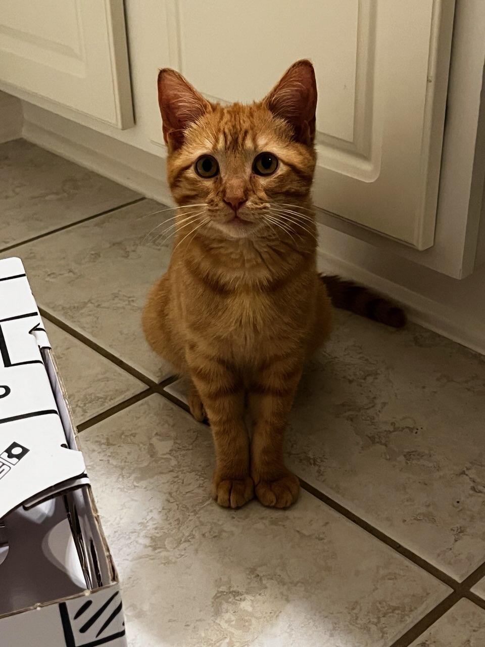 Enlarge Wylie, a Adoptable Tabby in Houston, TX image 3/3