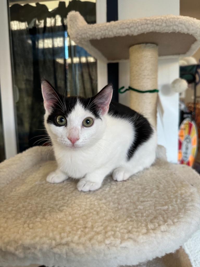 Enlarge Mayfly, a Adoptable mixed breed in Newberg, OR image 1/1
