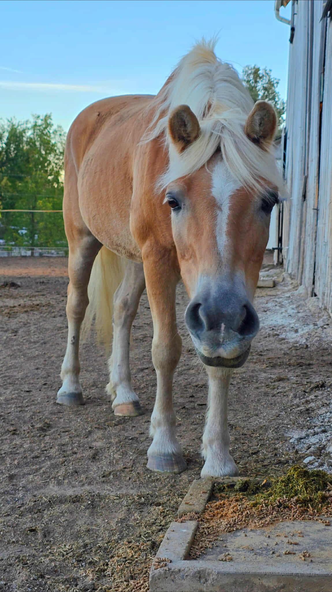 Mike, Adoptable, Senior Male Haflinger.