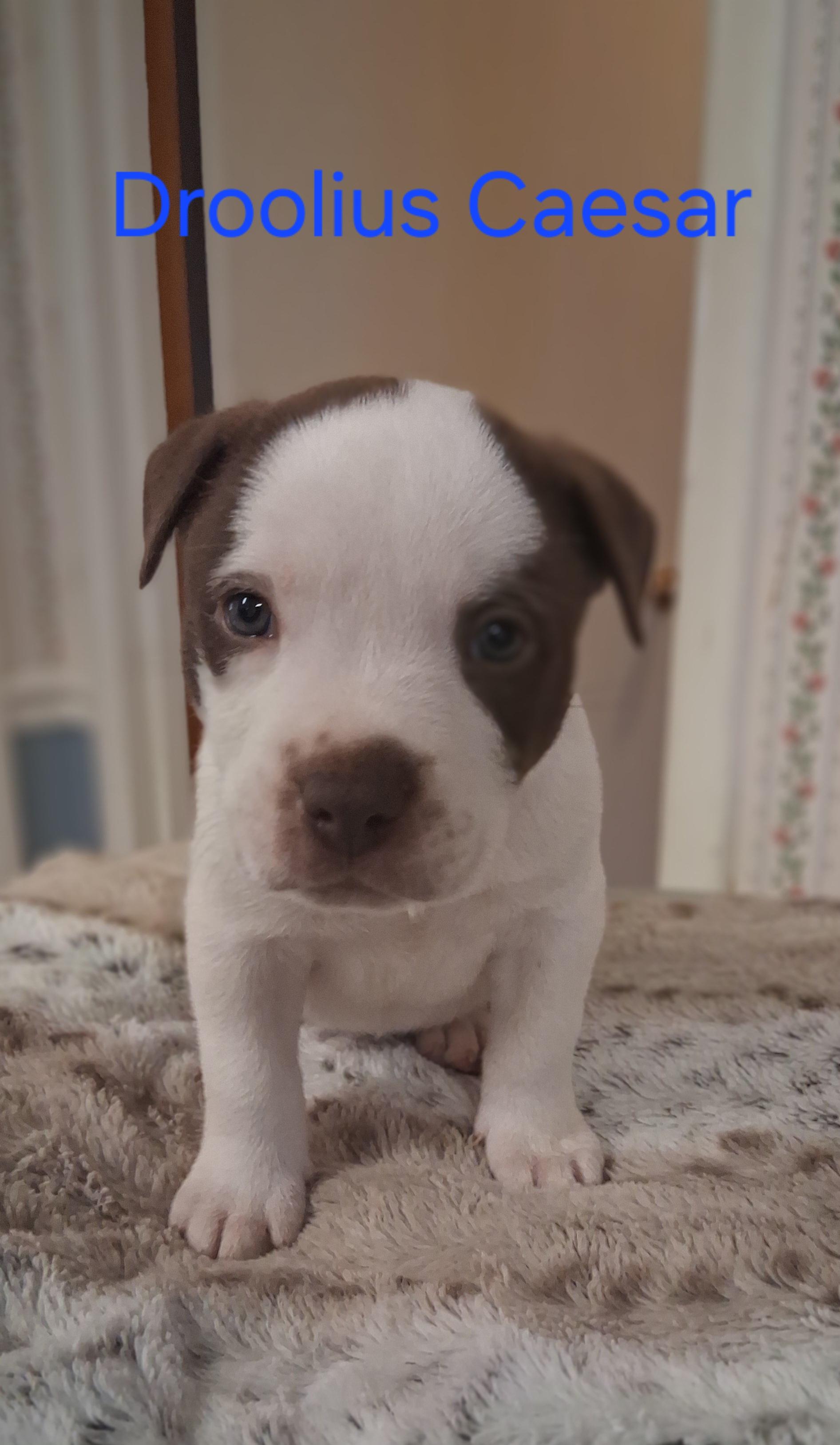Droolius Caesar, Adopted, Young Male American Staffordshire Terrier & American Bulldog.