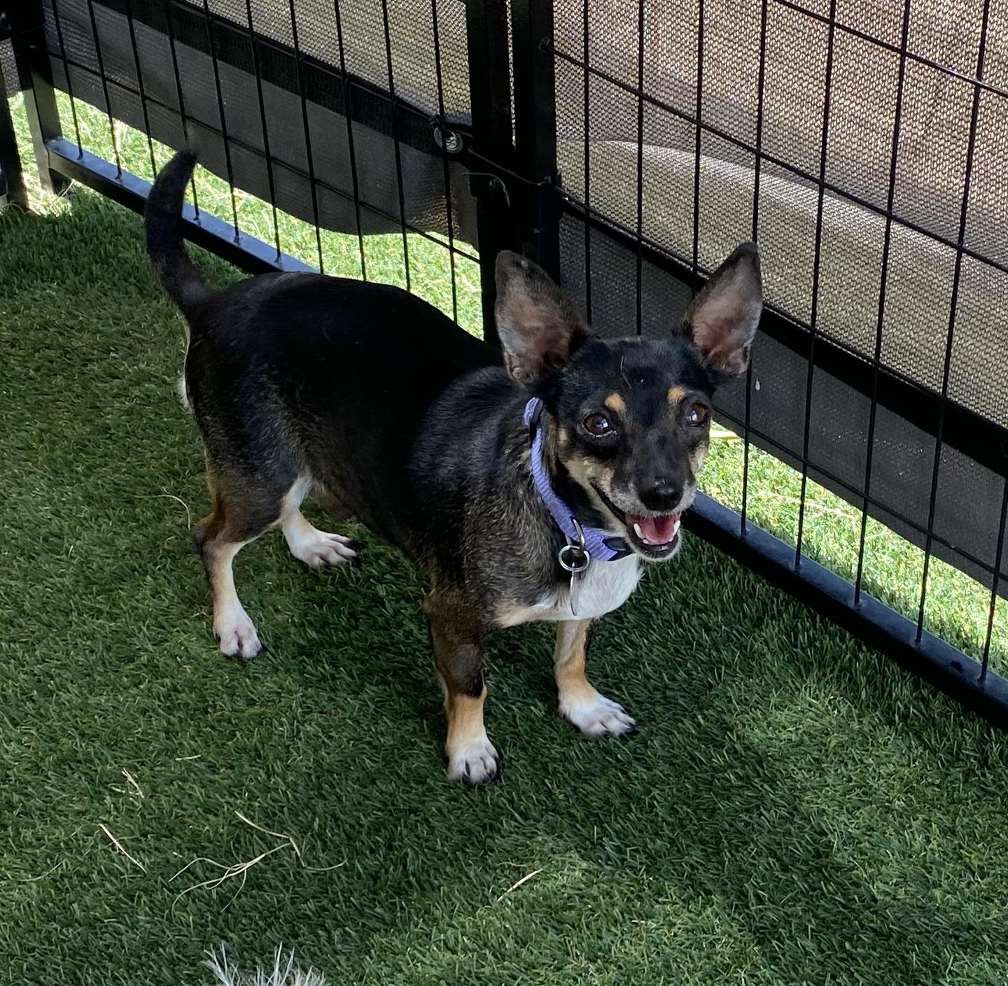 Enlarge Frida, a Adoptable mixed breed in El Paso, TX image 3/6