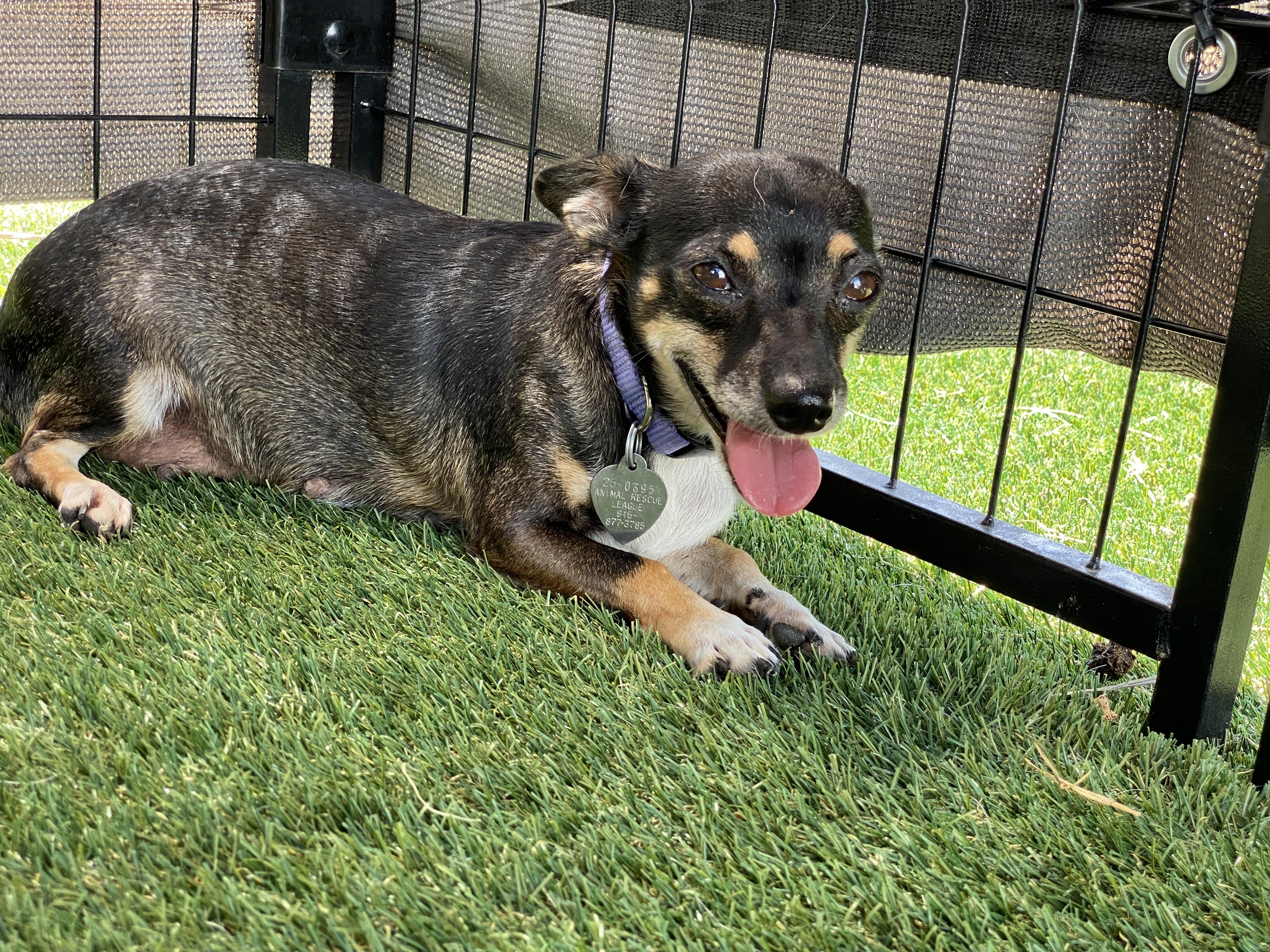 Enlarge Frida, a Adoptable mixed breed in El Paso, TX image 4/6