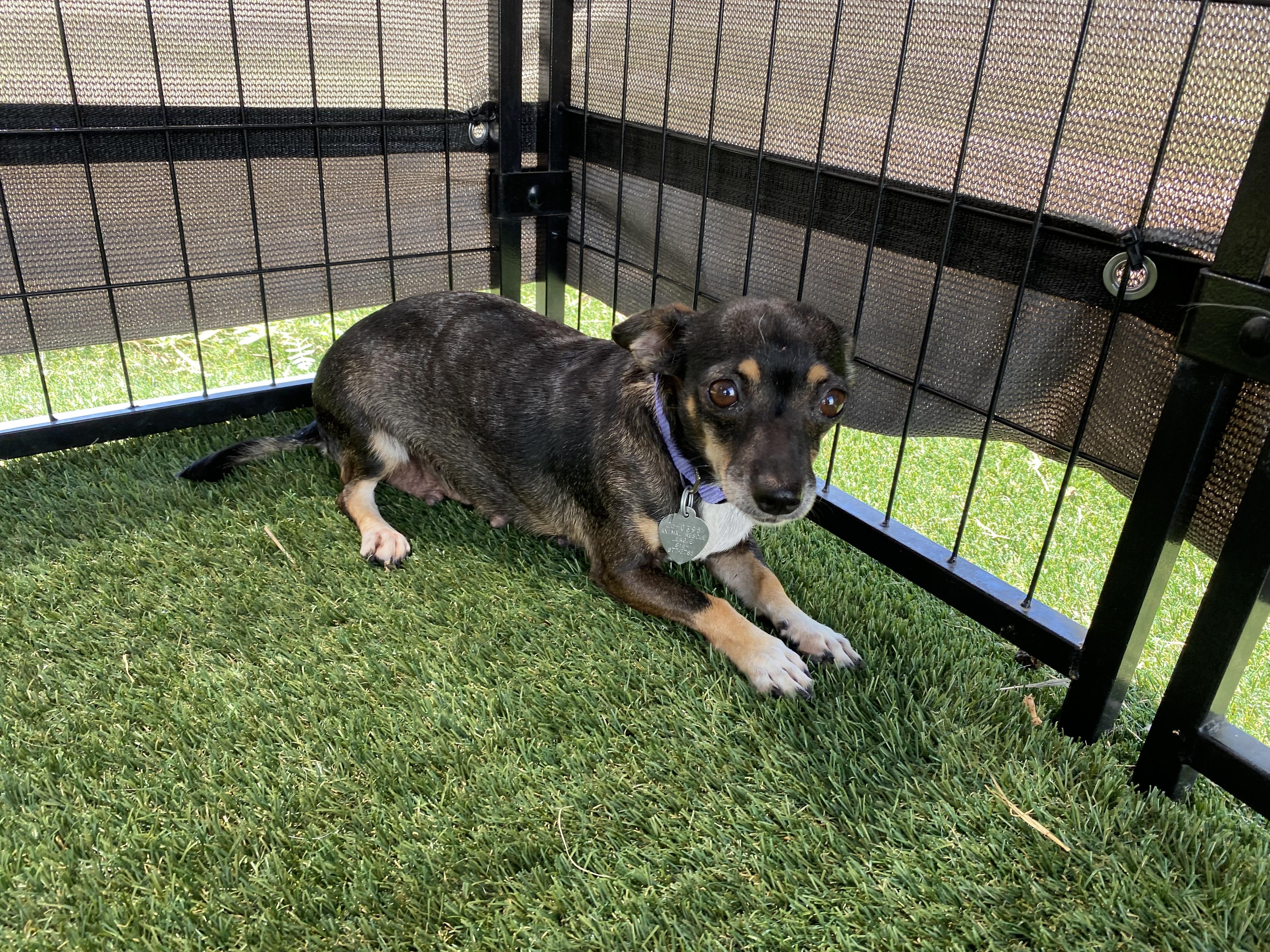 Enlarge Frida, a Adoptable mixed breed in El Paso, TX image 5/6