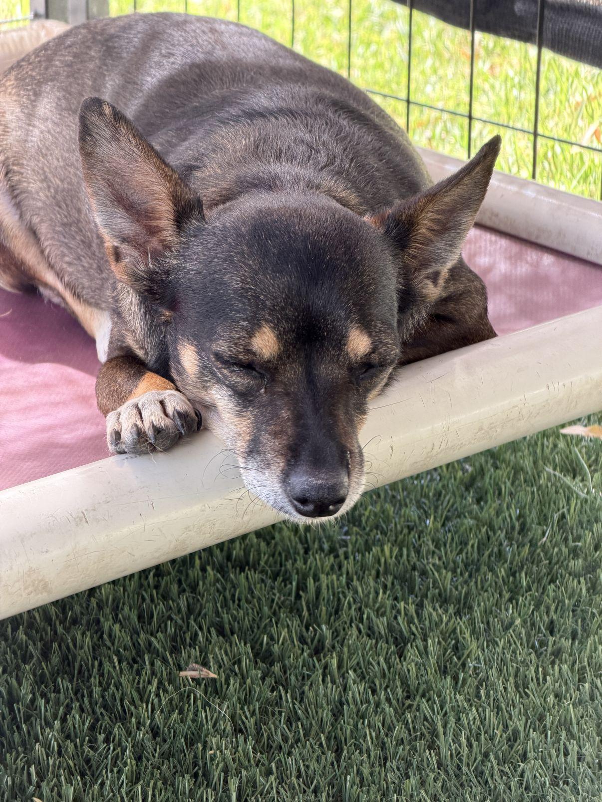 Enlarge Frida, a Adoptable mixed breed in El Paso, TX image 2/6