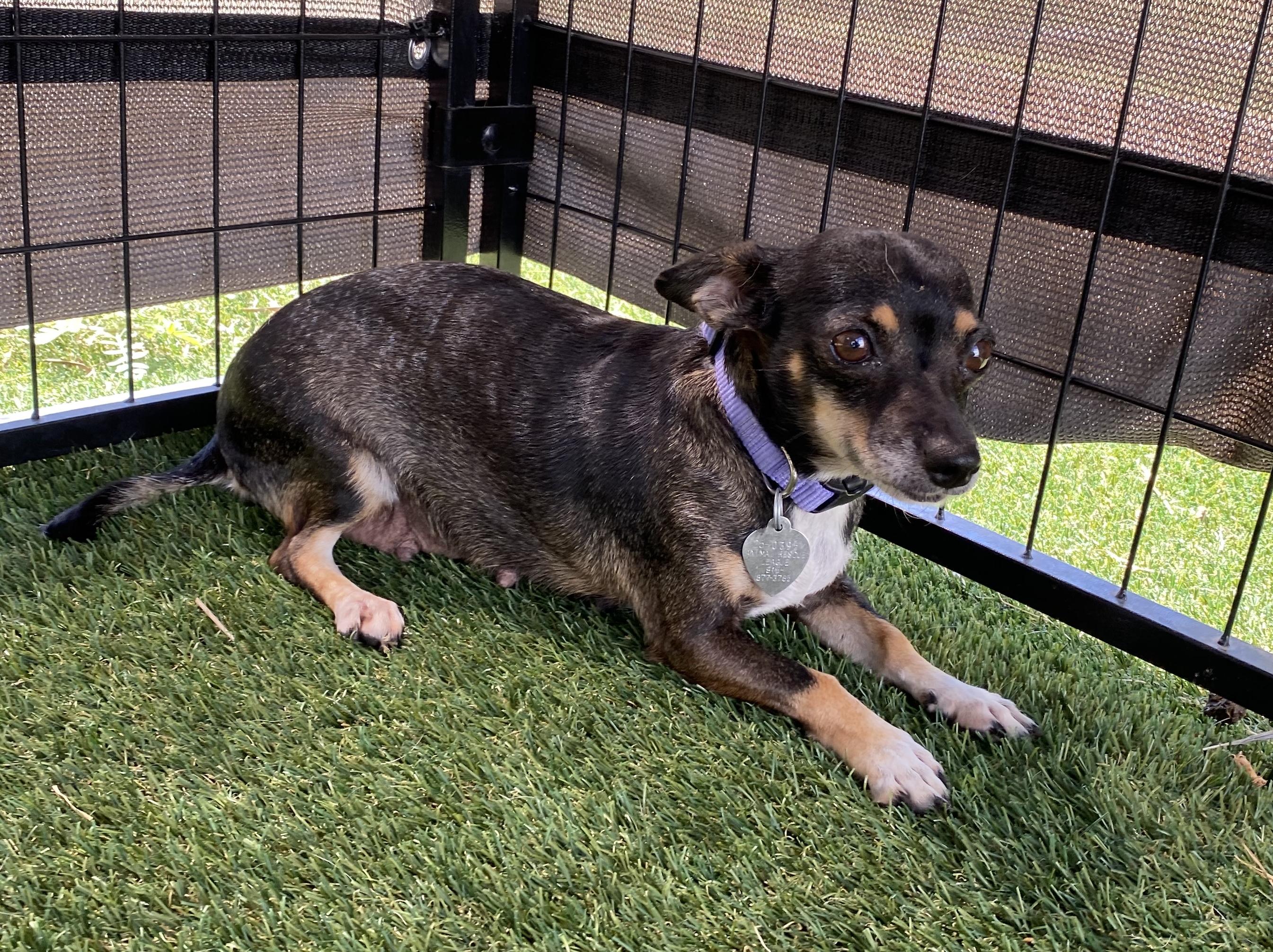 Enlarge Frida, a Adoptable mixed breed in El Paso, TX image 6/6