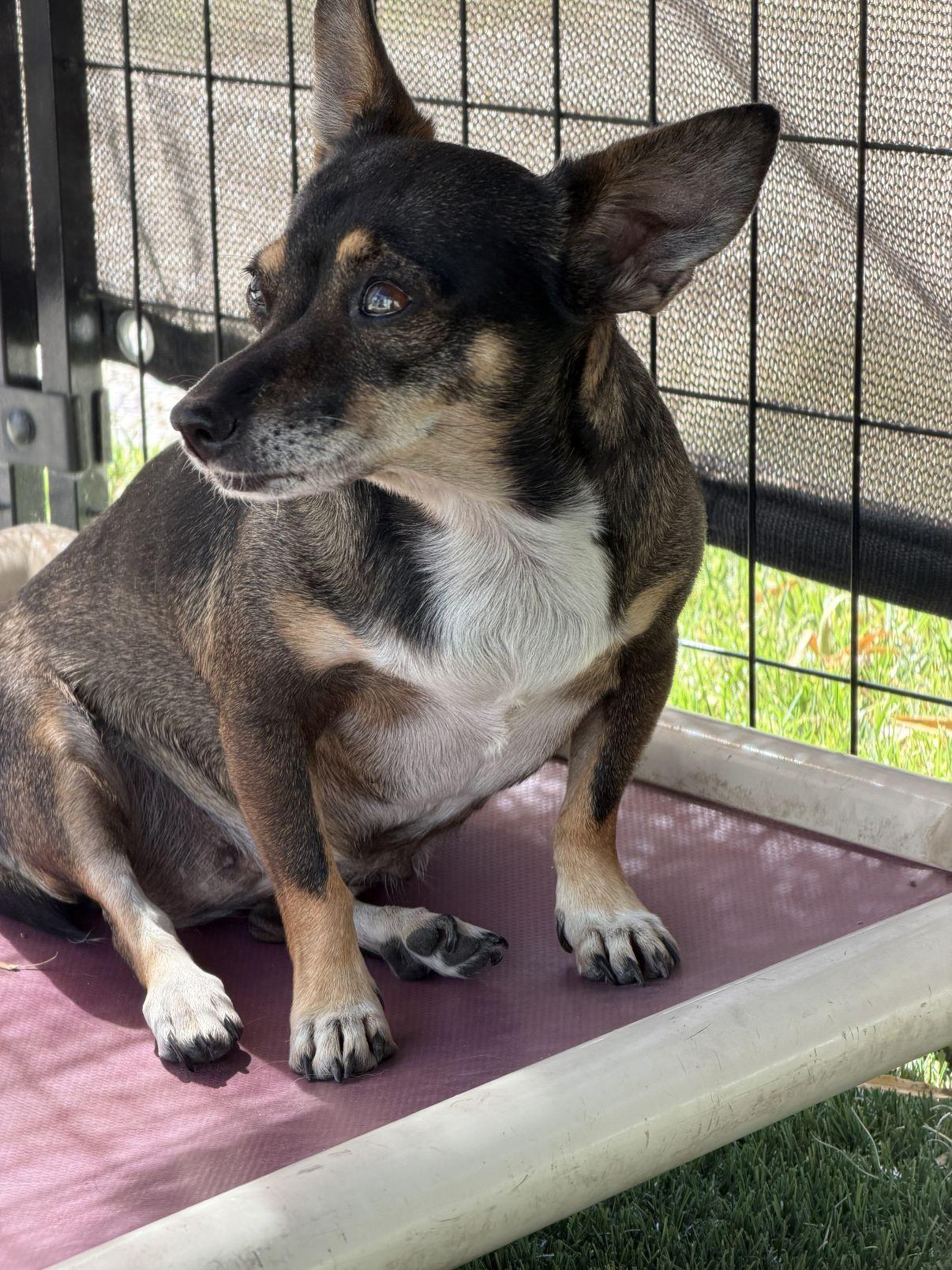 Frida, Adoptable, Adult Female Chihuahua.