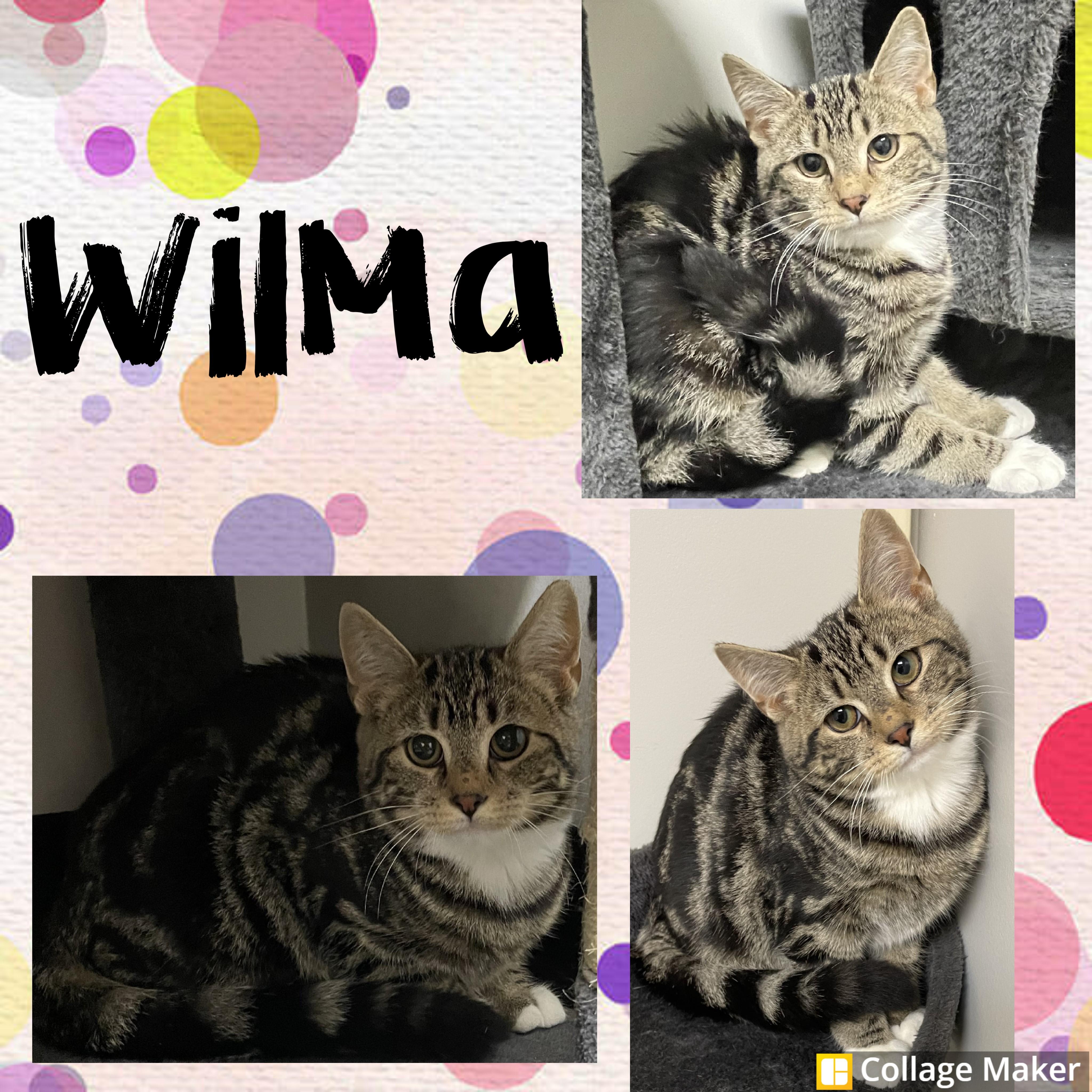 Wilma