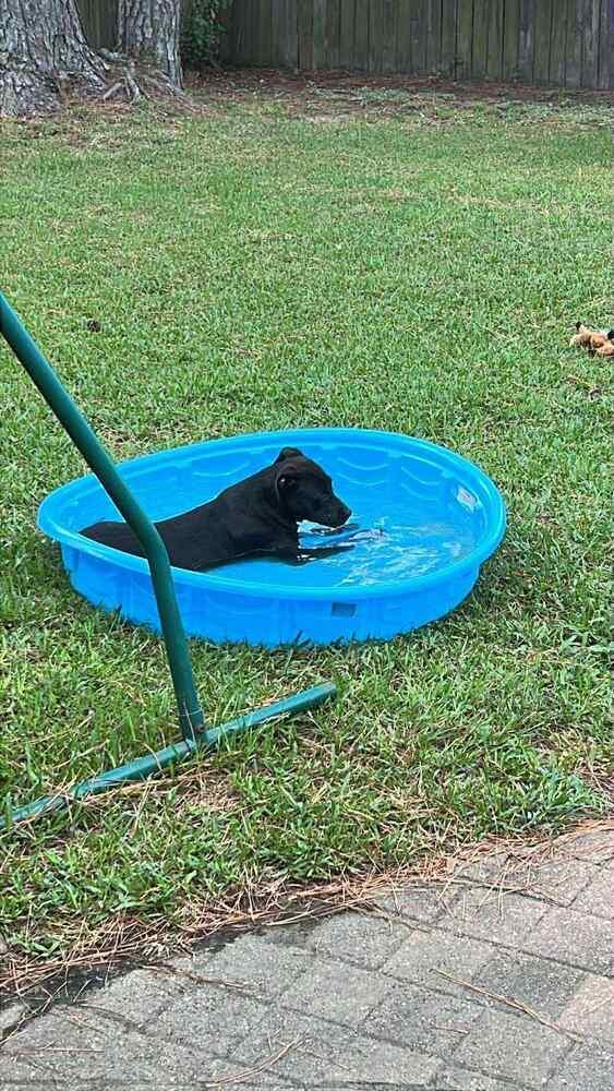 Juliette (LOCALLY FOSTERED), Adoptable, Puppy Female Labrador Retriever & Pit Bull Terrier.