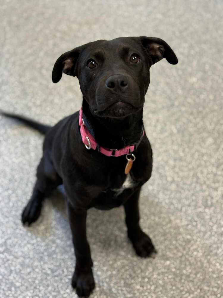 Juliette (LOCALLY FOSTERED), a Adoptable mixed breed in Leverett, MA image 2/6