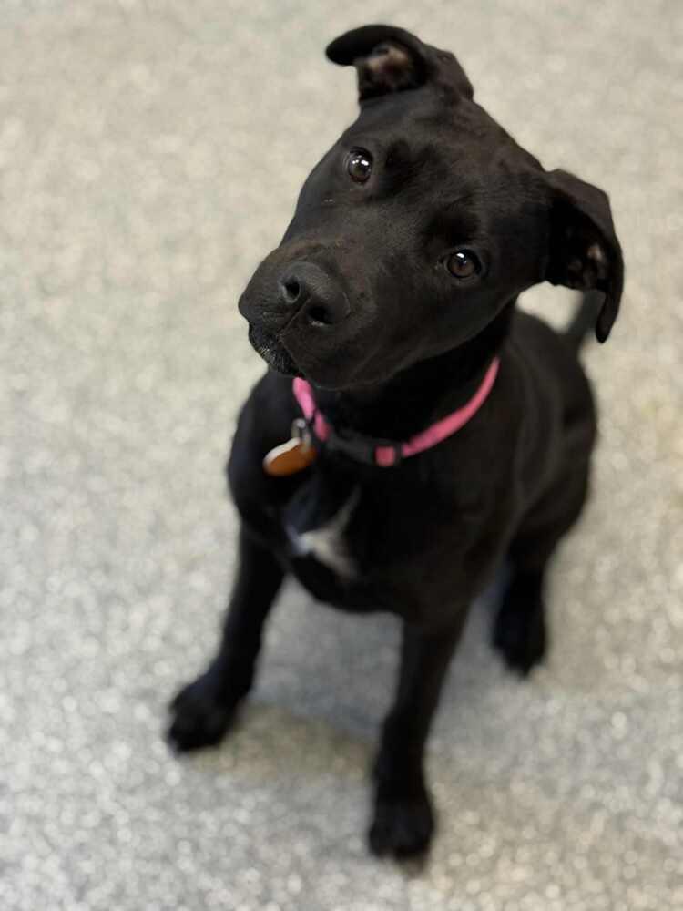 Juliette (LOCALLY FOSTERED), a Adoptable mixed breed in Leverett, MA image 3/6