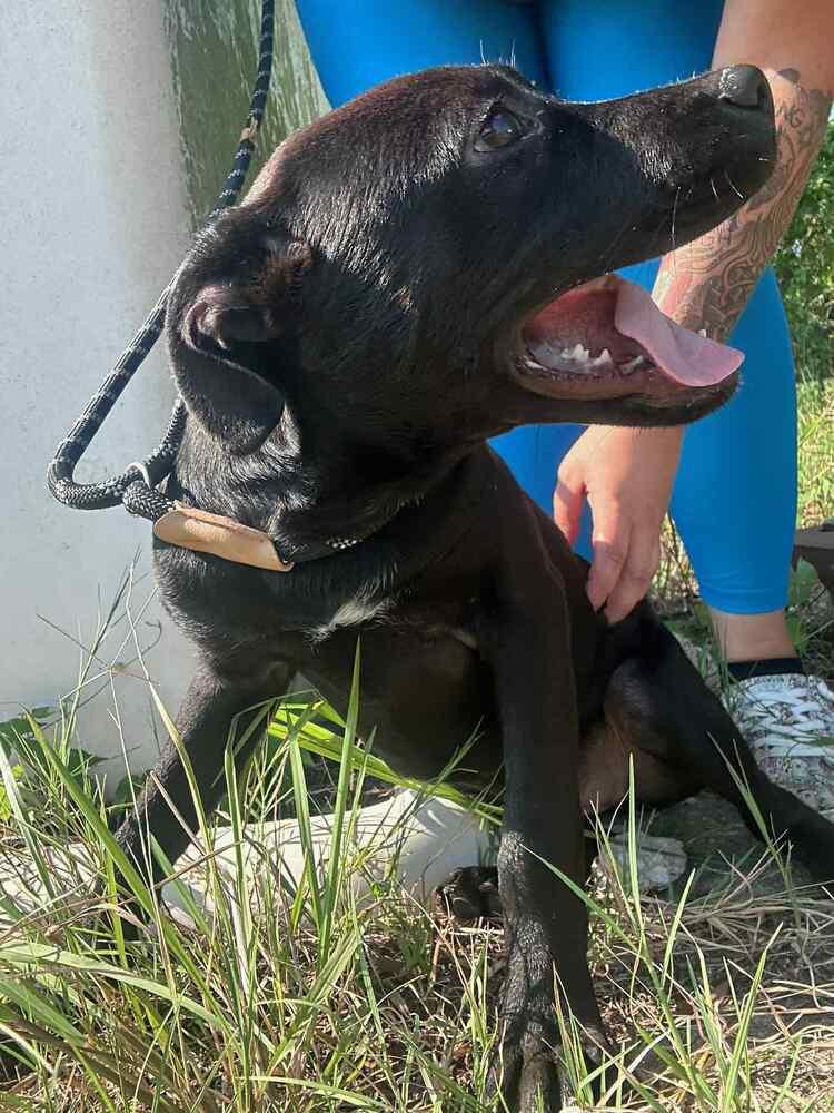 Juliette (LOCALLY FOSTERED), a Adoptable mixed breed in Leverett, MA image 4/6