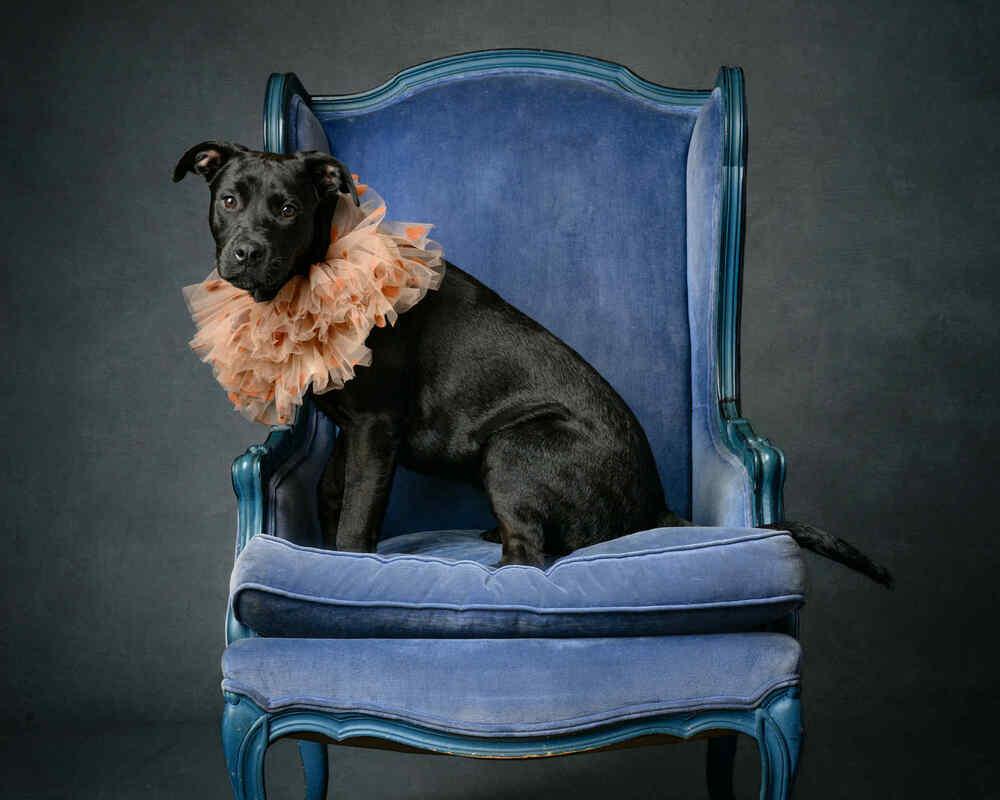 Juliette (LOCALLY FOSTERED), a Adoptable mixed breed in Leverett, MA image 5/6
