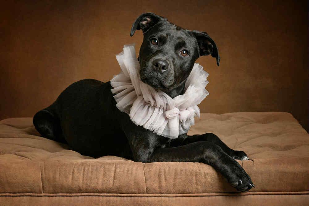 Juliette (LOCALLY FOSTERED), a Adoptable mixed breed in Leverett, MA image 6/6