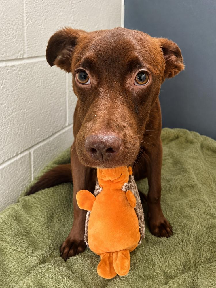 Mojito, Adoptable, Young Male Terrier.