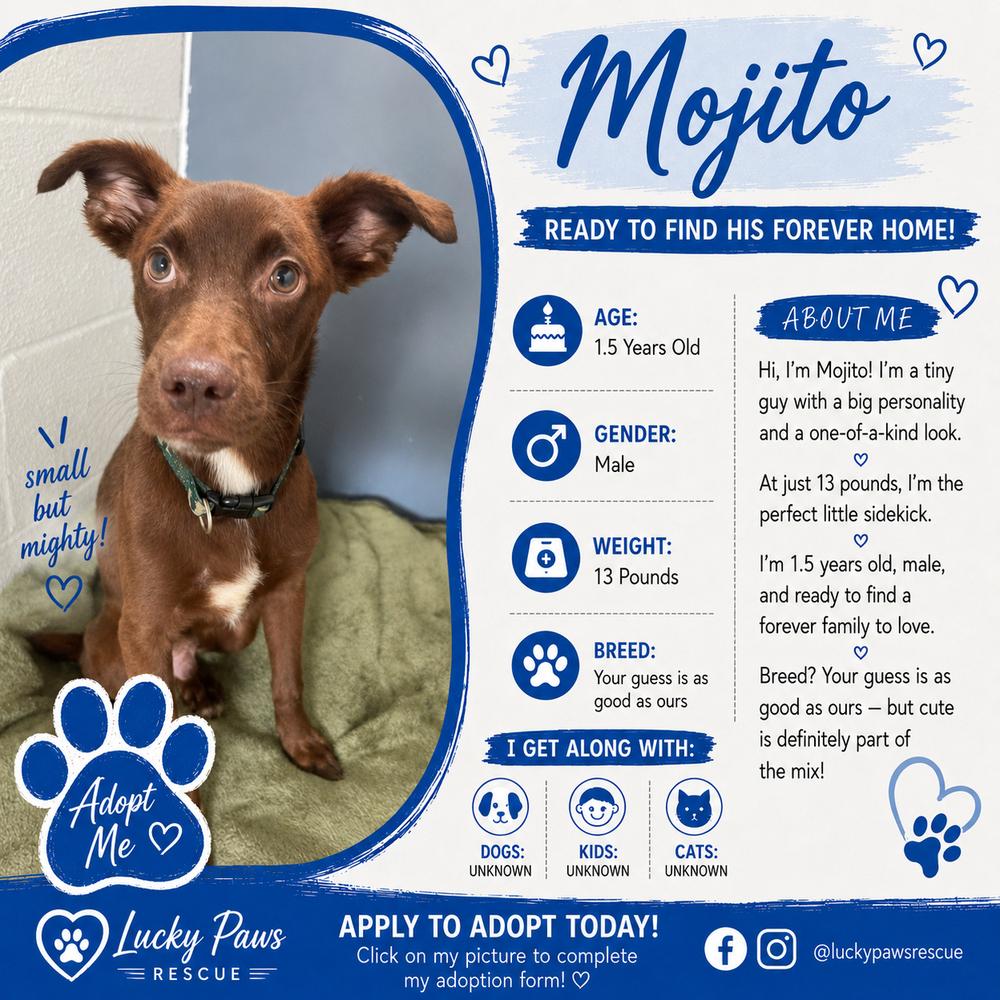 Enlarge Mojito, a Adoptable mixed breed in Sumter, SC image 2/5