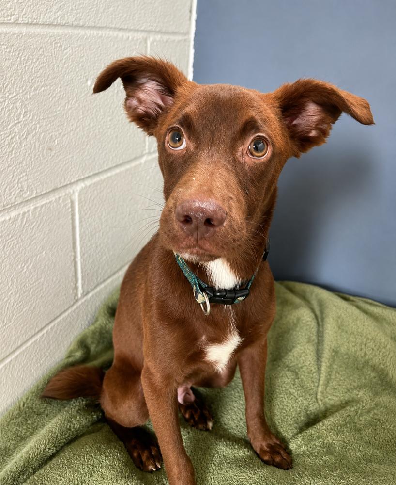 Enlarge Mojito, a Adoptable mixed breed in Sumter, SC image 4/5