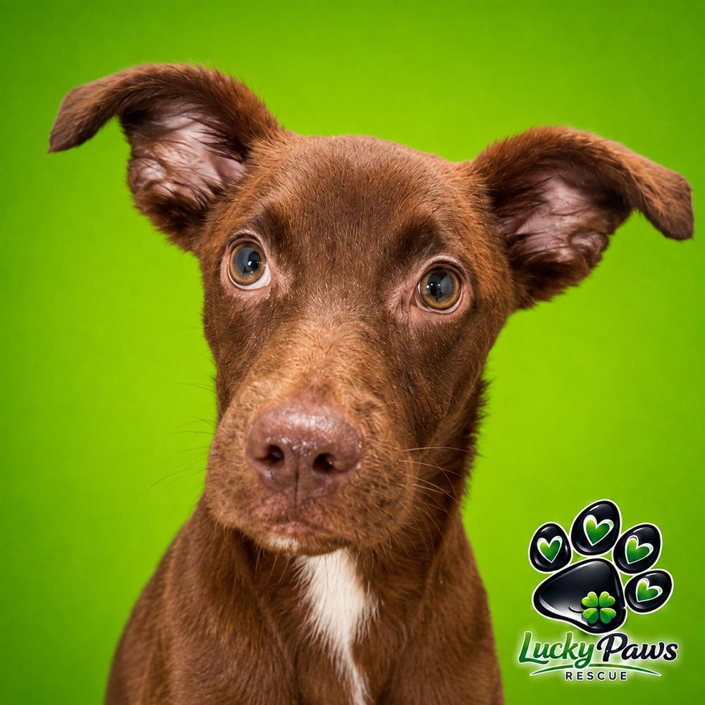 Enlarge Mojito, a Adoptable mixed breed in Sumter, SC image 5/5
