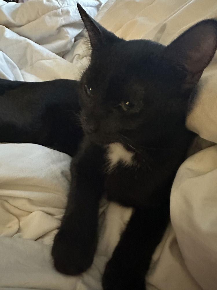 Onyx, a Adoptable Domestic Medium Hair in Panama city, FL image 2/2