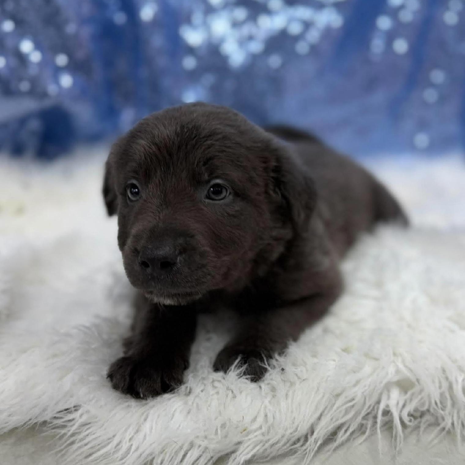 Cheddar, Adoptable, Puppy Male Retriever & Mixed Breed.
