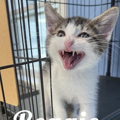 Reggie, ADOPTABLE, Young Male Domestic Short Hair.