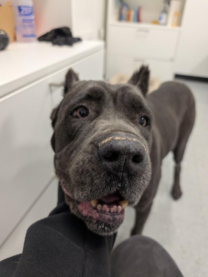 Enlarge Eve, a ADOPTABLE Cane Corso in Columbus, OH image 6/6
