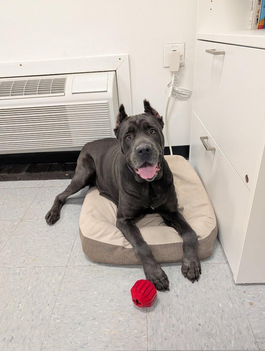 Enlarge Eve, a ADOPTABLE Cane Corso in Columbus, OH image 5/6