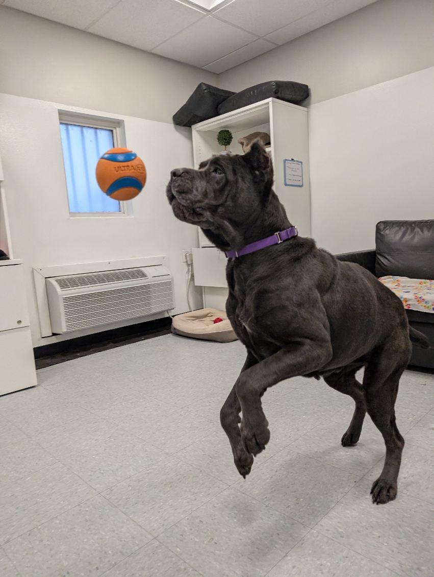 Enlarge Eve, a ADOPTABLE Cane Corso in Columbus, OH image 4/6