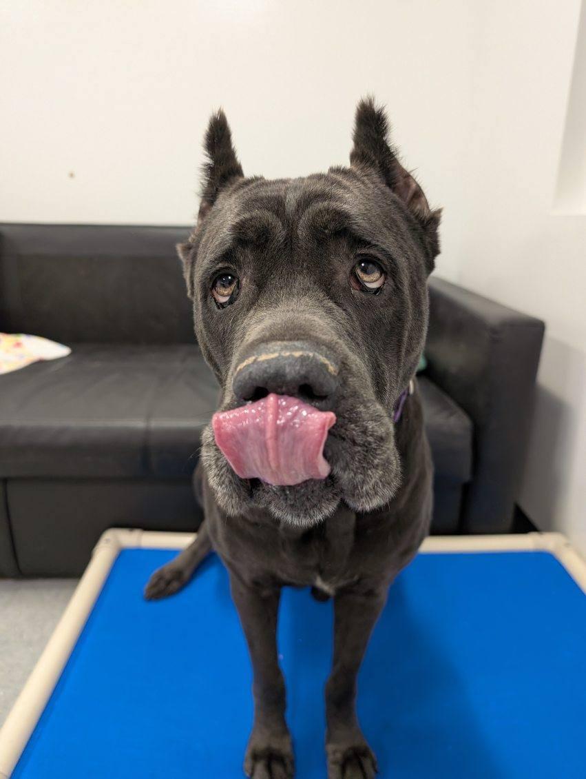 Enlarge Eve, a ADOPTABLE Cane Corso in Columbus, OH image 3/6