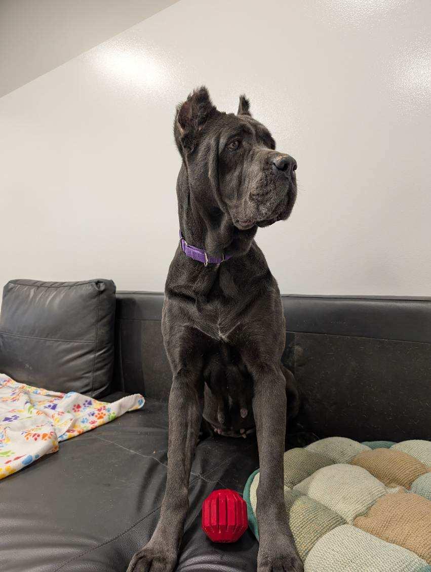 Enlarge Eve, a ADOPTABLE Cane Corso in Columbus, OH image 2/6