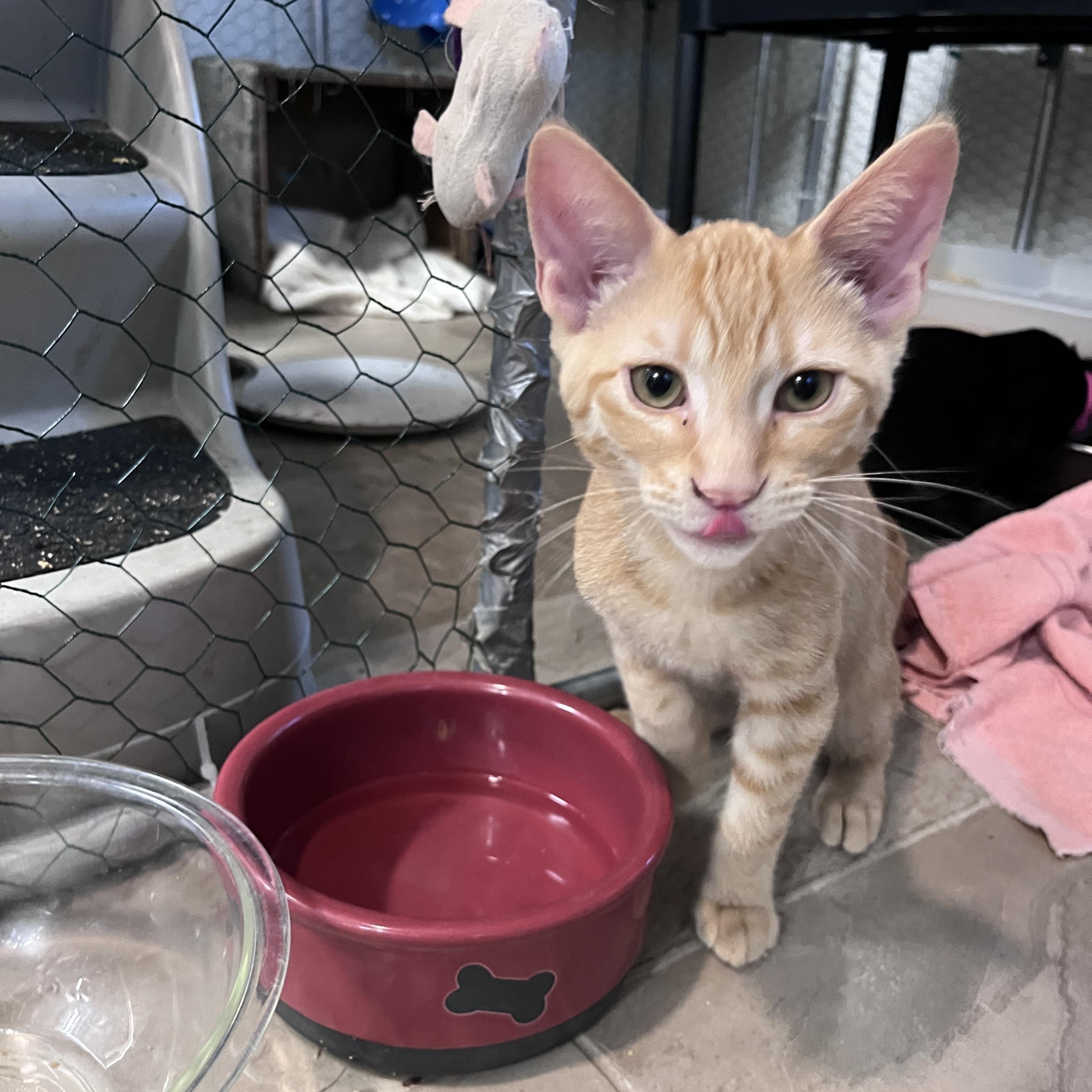 Enlarge Marmalade, a Adoptable Domestic Short Hair in Eugene, OR image 4/5
