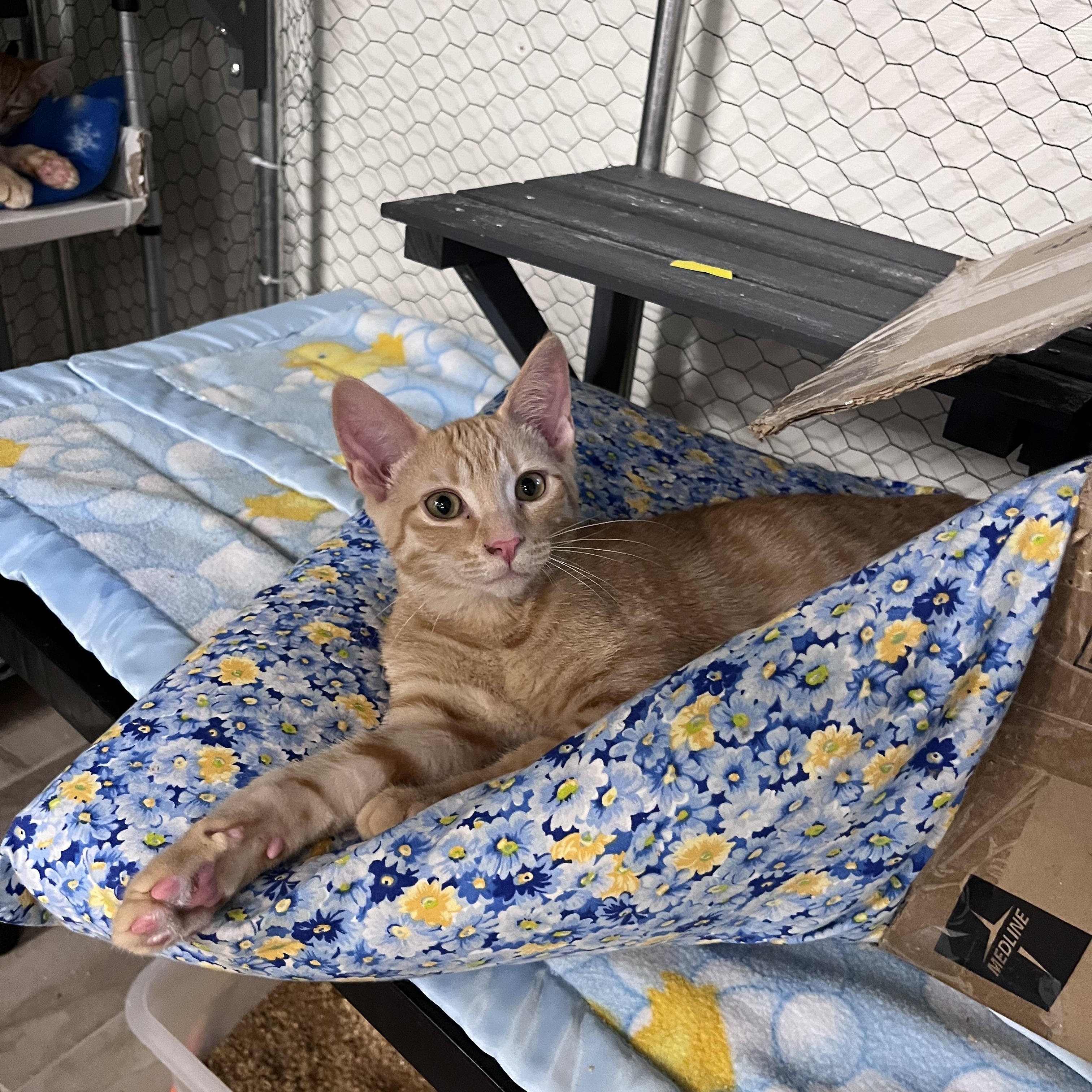 Enlarge Marmalade, a Adoptable Domestic Short Hair in Eugene, OR image 5/5