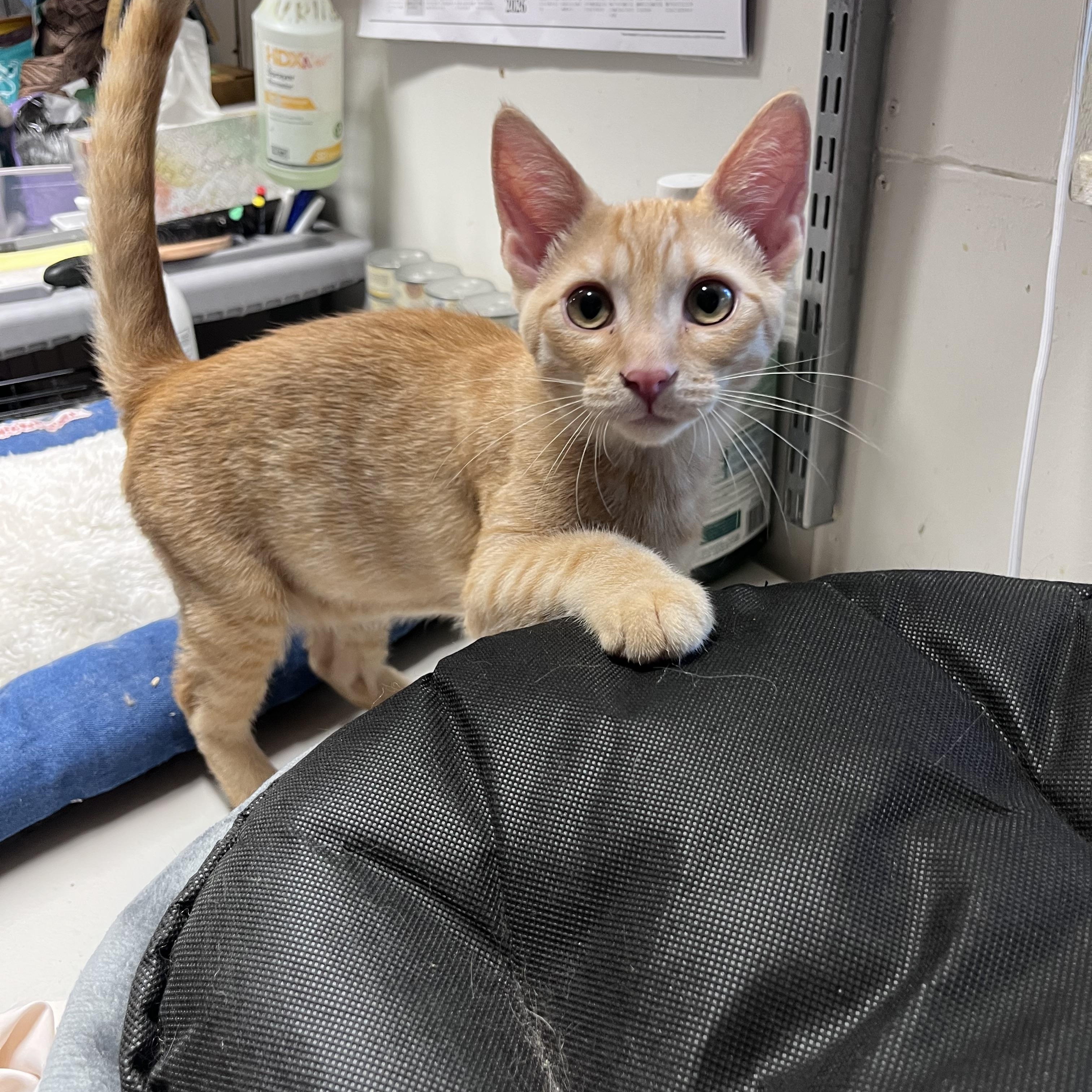 Marmalade, Adoptable, Kitten Male Domestic Short Hair.