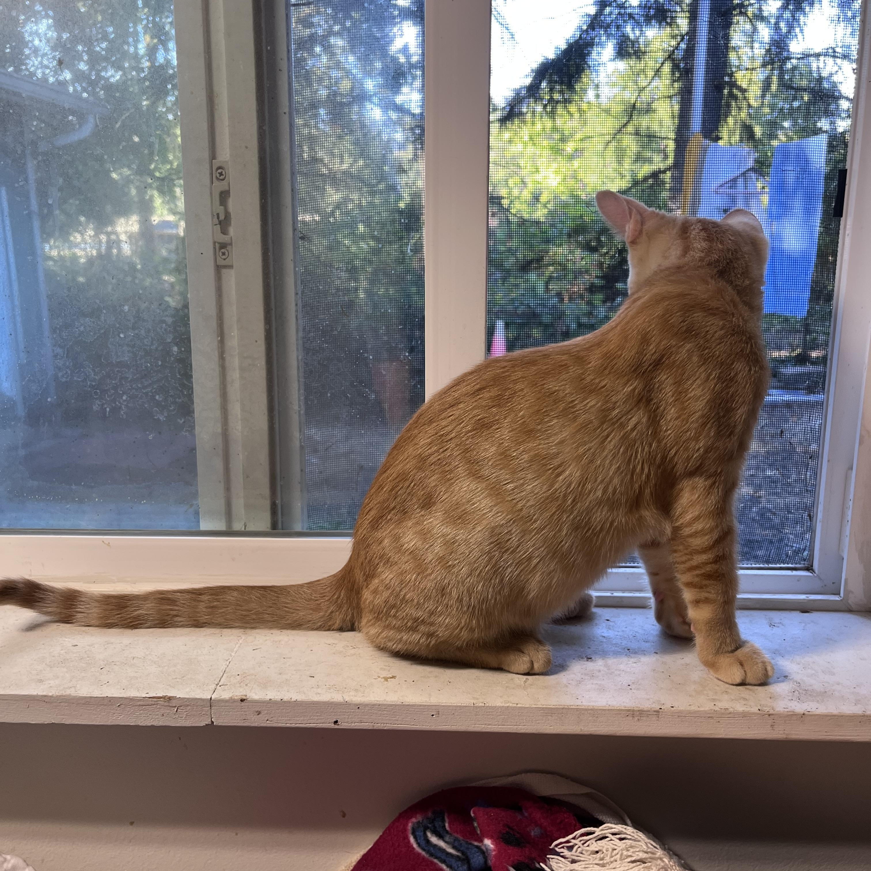 Enlarge Marmalade, a Adoptable Domestic Short Hair in Eugene, OR image 2/5