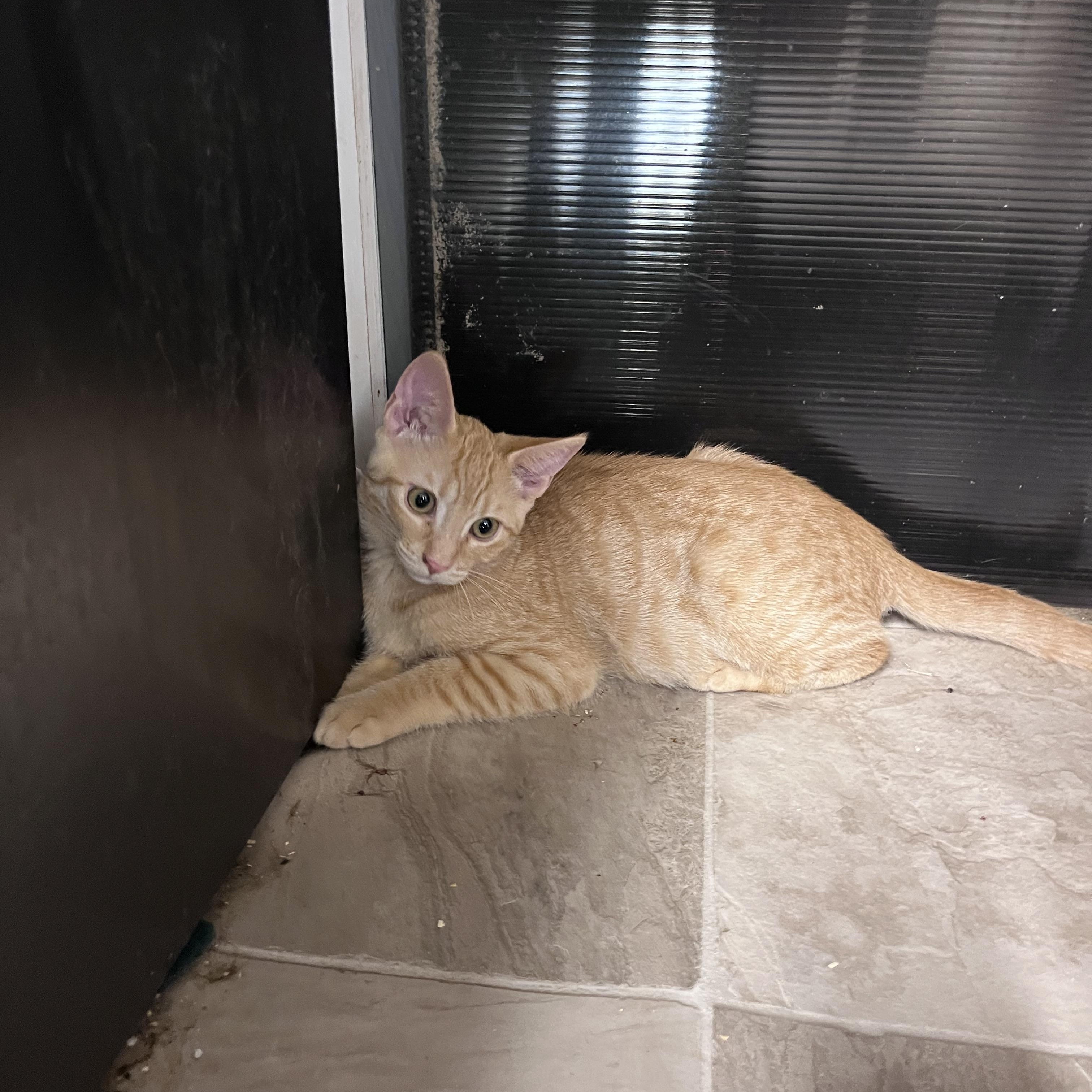 Enlarge Marmalade, a Adoptable Domestic Short Hair in Eugene, OR image 3/5