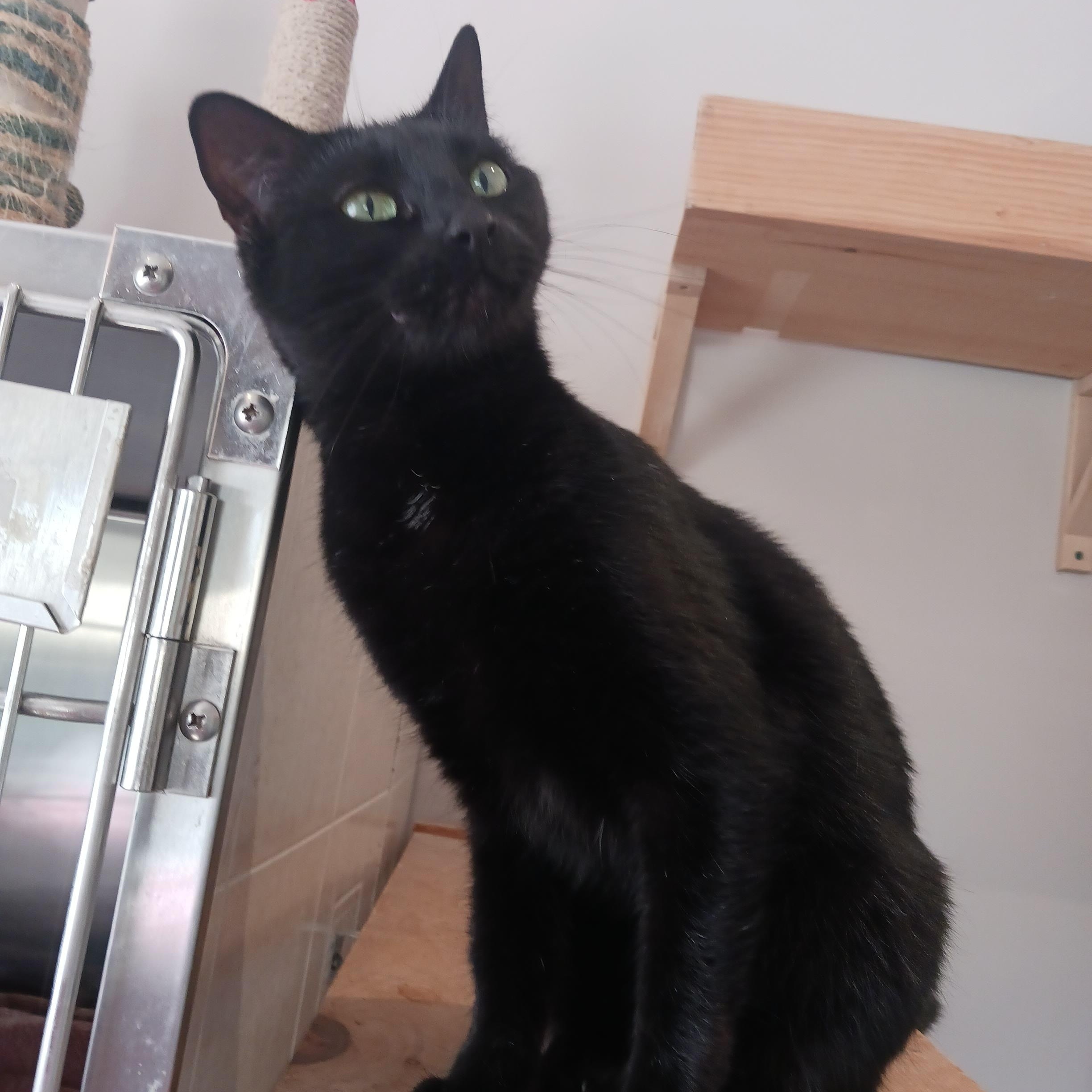 Kinsley, Adoptable, Adult Female Domestic Short Hair.