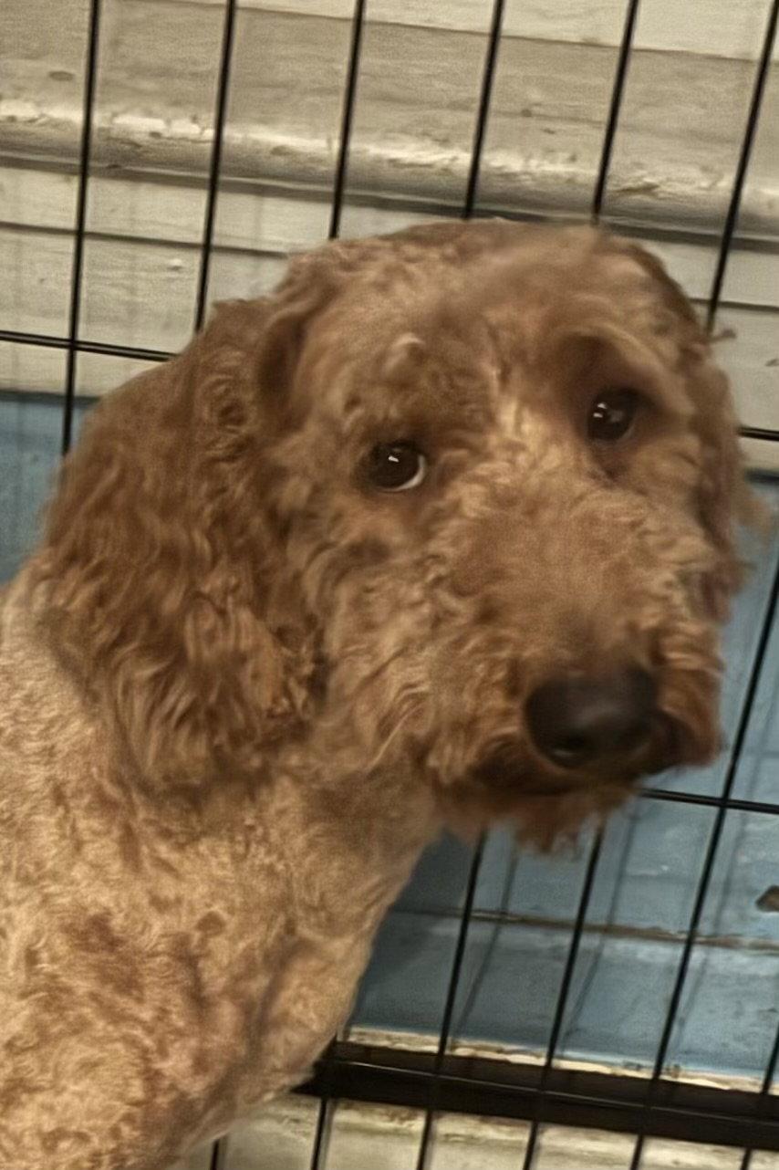 Winston, ADOPTABLE, Adult Male Goldendoodle.