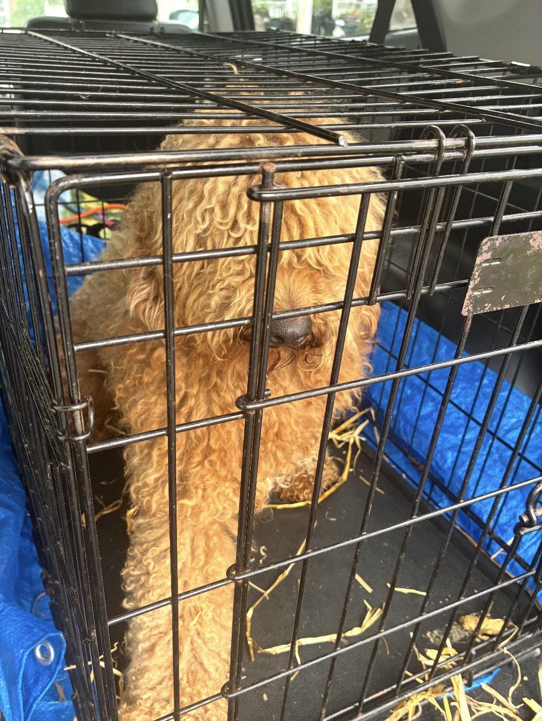 Winston, a ADOPTABLE Goldendoodle in Pottstown, PA image 2/2